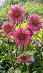 How to Grow and Care for Aster Plants: Tips for Beautiful Winter Blooms